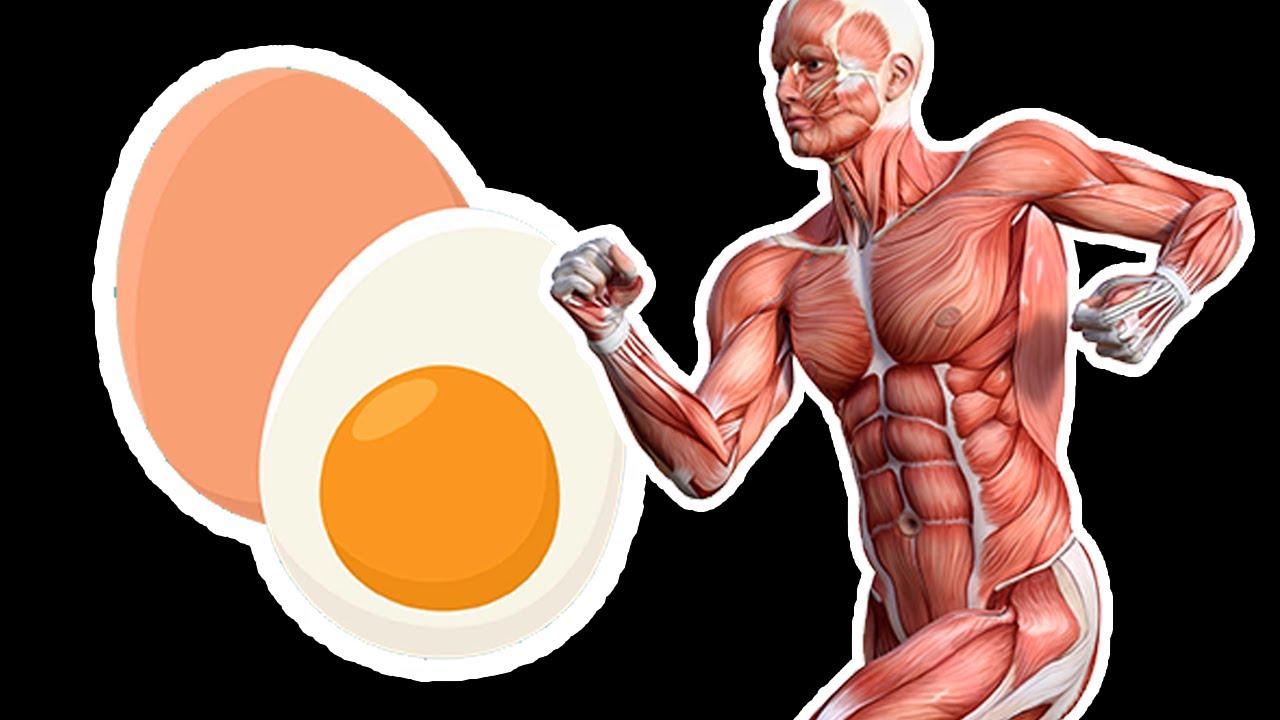 Eat 2 Eggs Every Morning And This Is What Happens To Your Body 