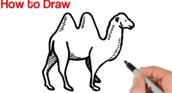 How to Draw Camel Bactrian Easy