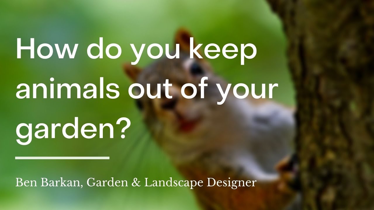 How do you keep animals out of your garden? 