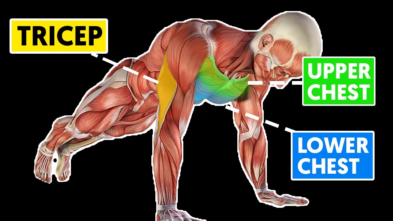 5 Different Types of Pushups to be Doing (Home Workout) 