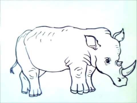 comment dessiner un rhinocéros 