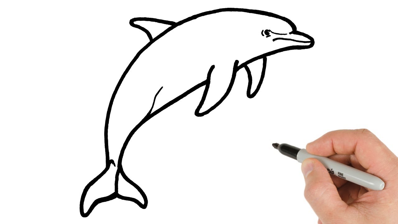 How to Draw a Dolphin Easy Animals Drawings for Beginners
