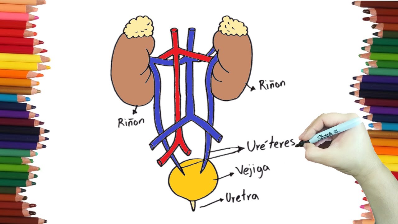 Como dibujar el SISTEMA URINARIO paso a paso y muy Fácil