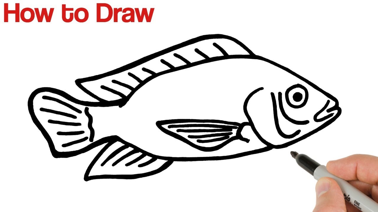 How to Draw Tilapia Fish Easy