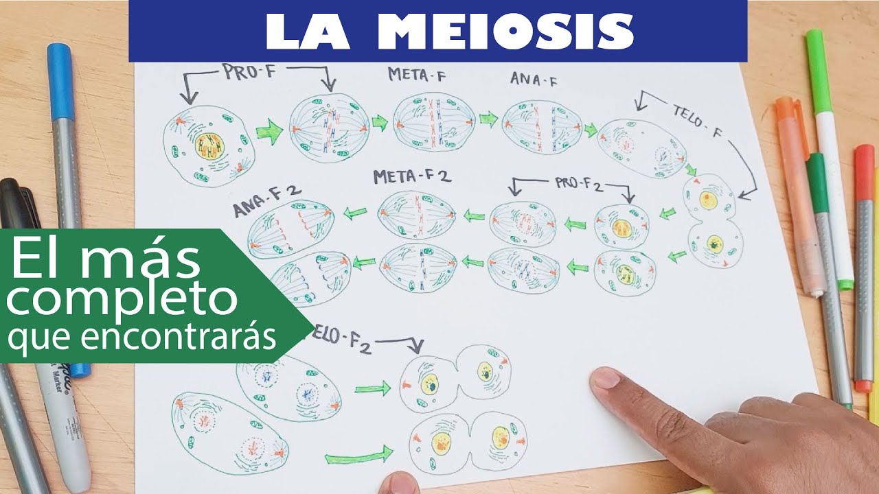Cómo dibujar la Meiosis – Reproducción celular