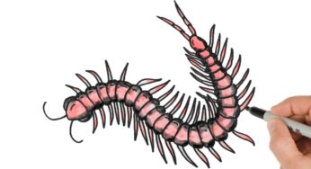 How to Draw a Centipede / Watercolor Painting Techniques